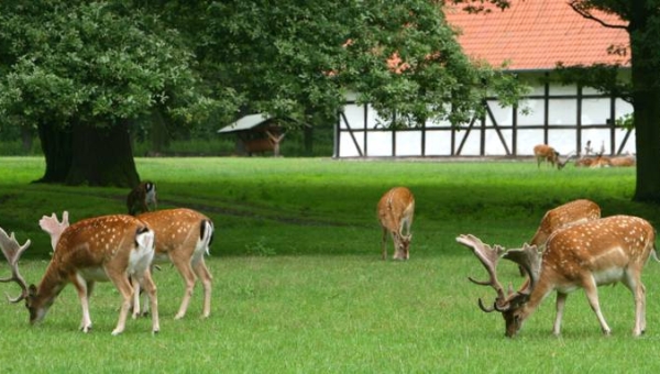 Einladung zu einer Führung durch den Tiergarten